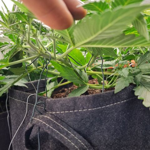 The Satino Prøject growlog timeline photo