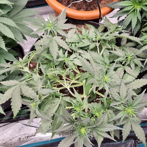 The Satino Prøject growlog timeline photo