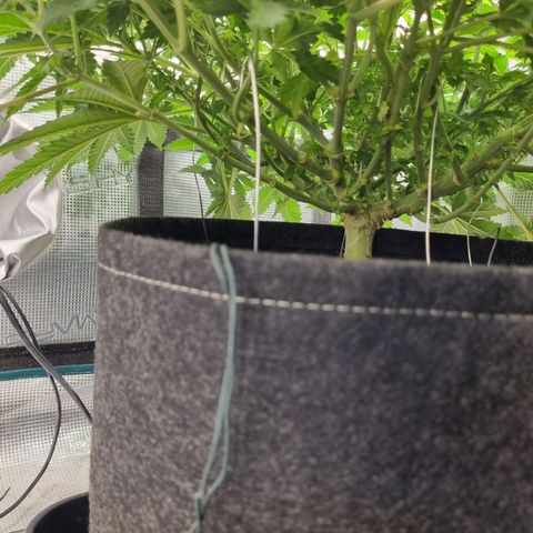 Her name's Bruciepoo growlog timeline photo