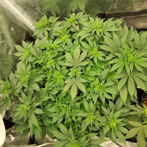 Her name's Bruciepoo growlog timeline photo