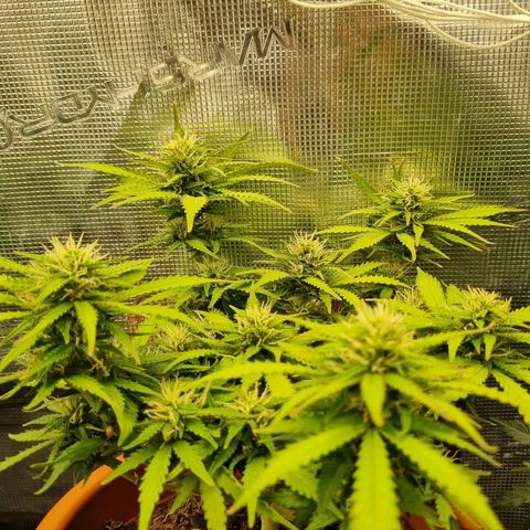 Patricia's Bitch Ass growlog timeline photo