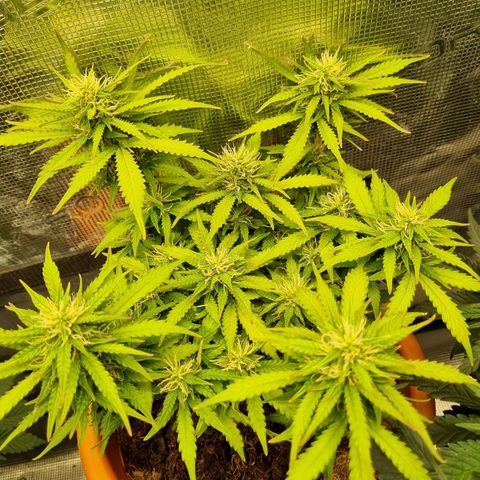 Patricia's Bitch Ass growlog timeline photo