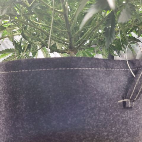 It's Brittney Biscotti Bitch growlog timeline photo