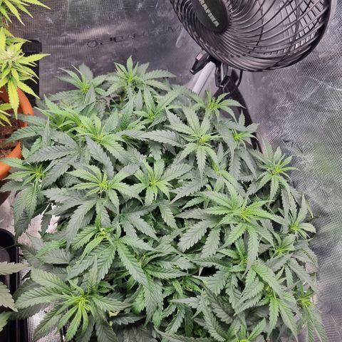 It's Brittney Biscotti Bitch growlog timeline photo