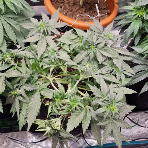 The Satino Prøject growlog timeline photo