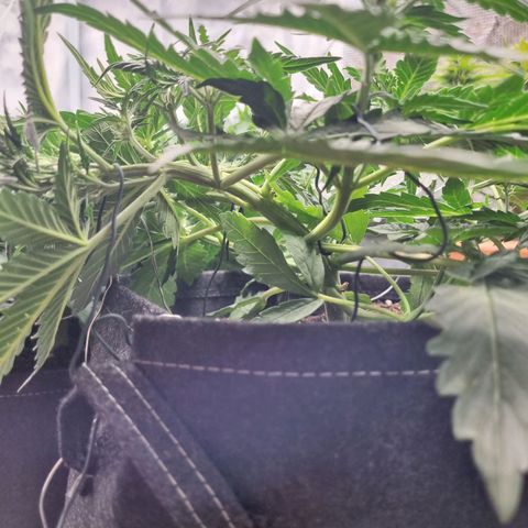The Satino Prøject growlog timeline photo