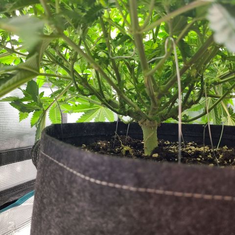 Her name's Bruciepoo growlog timeline photo