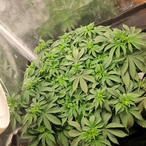 Her name's Bruciepoo growlog timeline photo