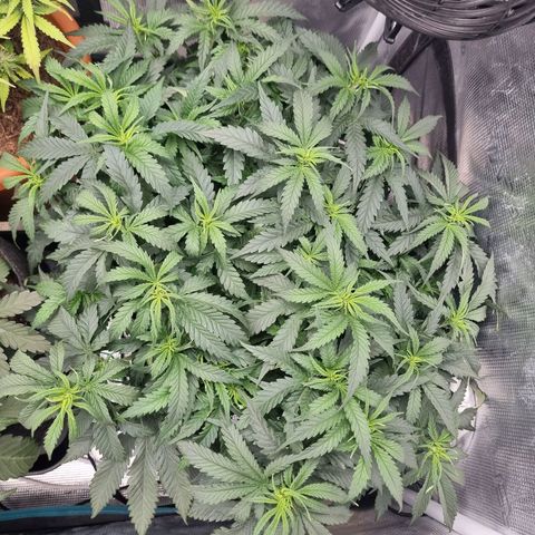 It's Brittney Biscotti Bitch growlog timeline photo