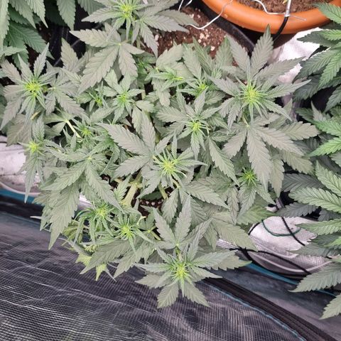 The Satino Prøject growlog timeline photo
