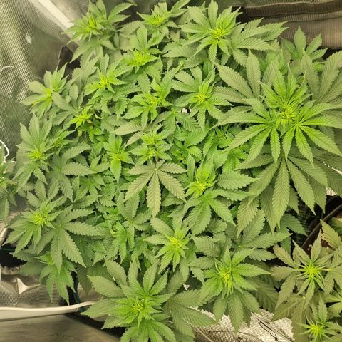 Her name's Bruciepoo growlog timeline photo