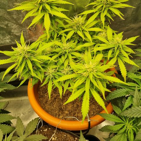 Patricia's Bitch Ass growlog timeline photo