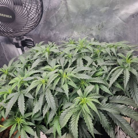 It's Brittney Biscotti Bitch growlog timeline photo