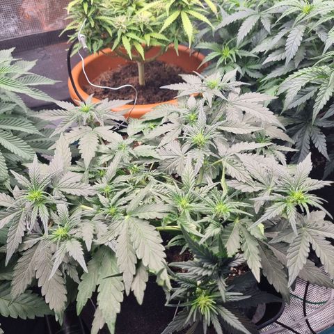 The Satino Prøject growlog timeline photo