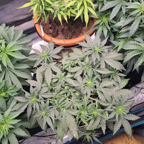 The Satino Prøject growlog timeline photo