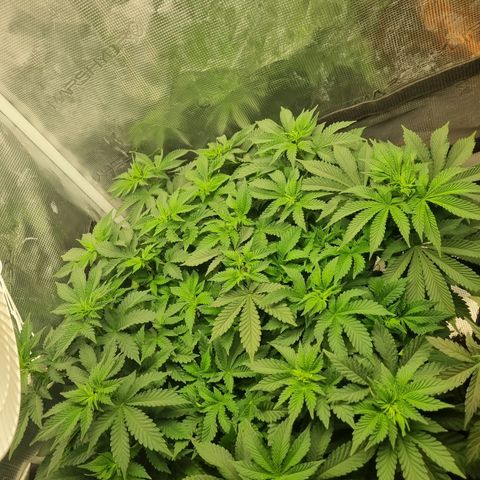 Her name's Bruciepoo growlog timeline photo