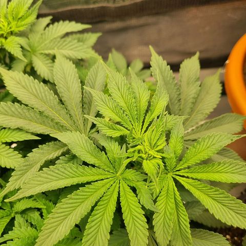 Her name's Bruciepoo growlog timeline photo