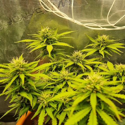 Patricia's Bitch Ass growlog timeline photo