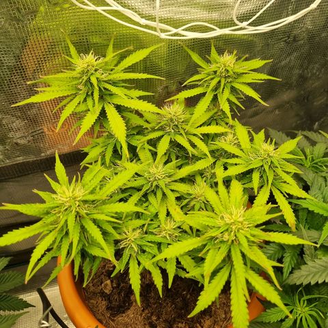 Patricia's Bitch Ass growlog timeline photo
