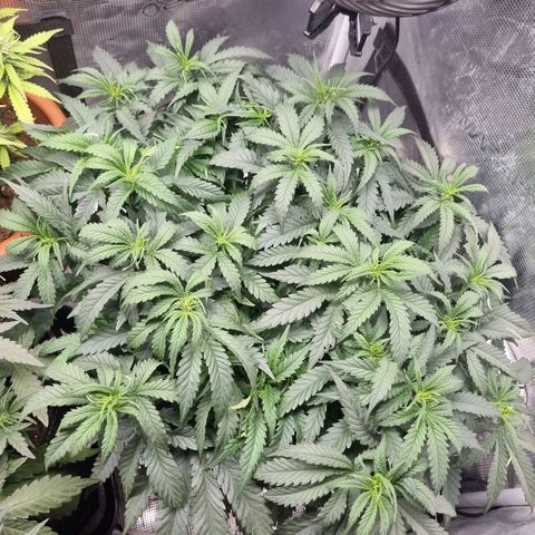 It's Brittney Biscotti Bitch growlog timeline photo