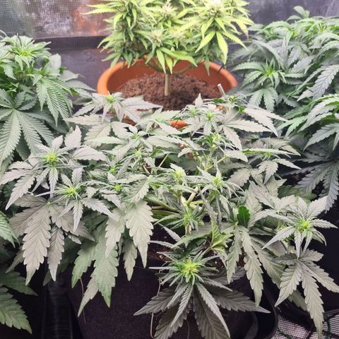 The Satino Prøject growlog timeline photo