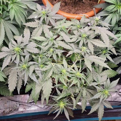 The Satino Prøject growlog timeline photo