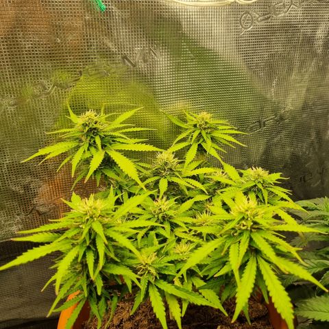 Patricia's Bitch Ass growlog photo: Focusing on the different buds