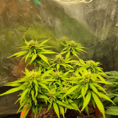 Patricia's Bitch Ass growlog photo: Focusing on the different buds