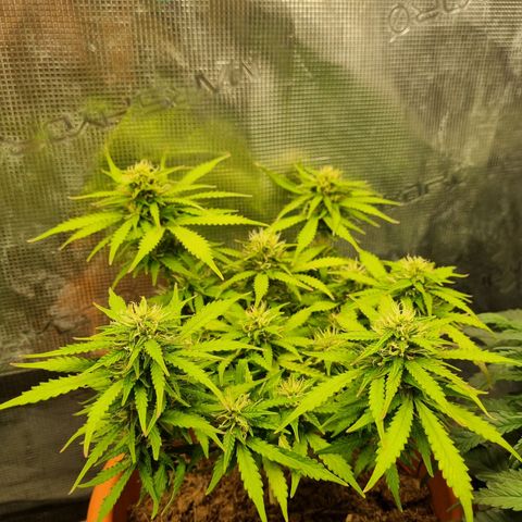 Patricia's Bitch Ass growlog photo: Focusing on the different buds