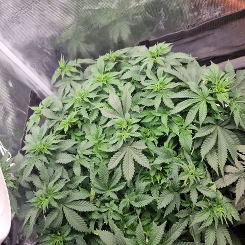 Her name's Bruciepoo growlog timeline photo