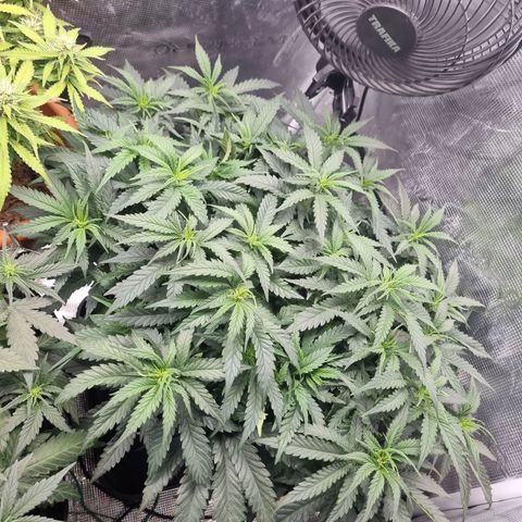 It's Brittney Biscotti Bitch growlog timeline photo