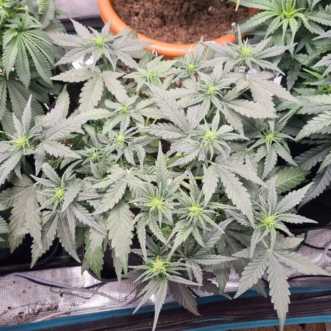 The Satino Prøject growlog timeline photo