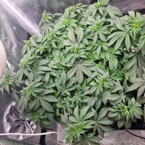 Her name's Bruciepoo growlog timeline photo