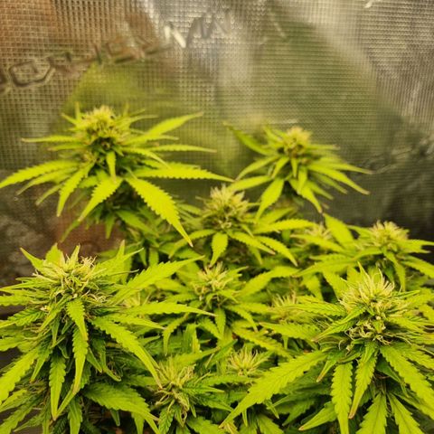 Patricia's Bitch Ass growlog timeline photo
