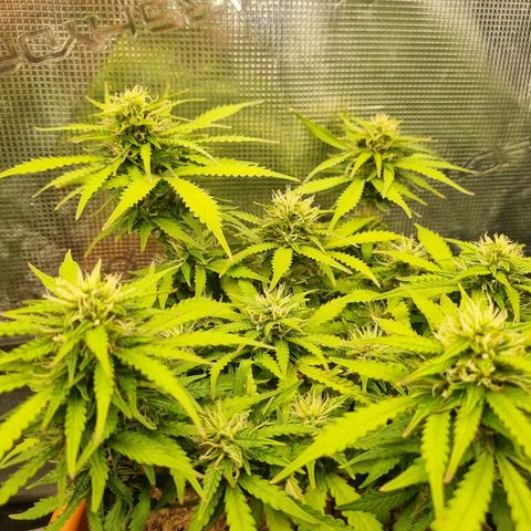 Patricia's Bitch Ass growlog timeline photo