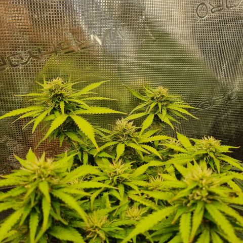 Patricia's Bitch Ass growlog timeline photo