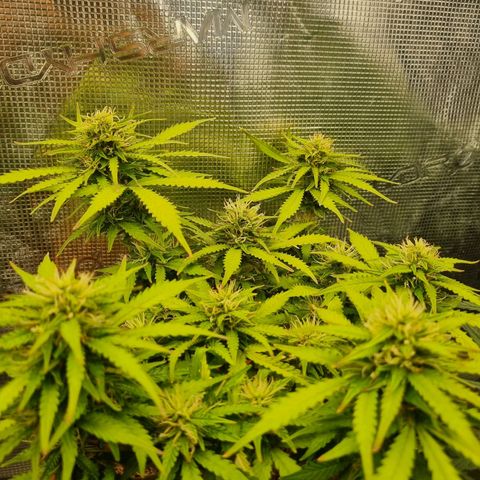 Patricia's Bitch Ass growlog timeline photo