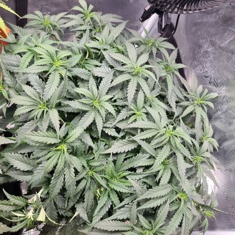 It's Brittney Biscotti Bitch growlog timeline photo