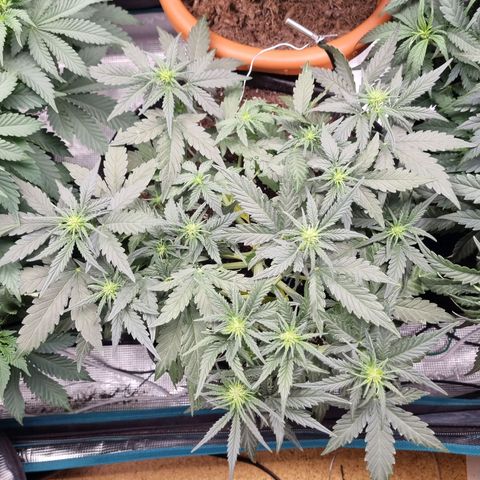 The Satino Prøject growlog timeline photo