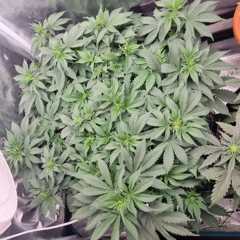 Her name's Bruciepoo growlog timeline photo
