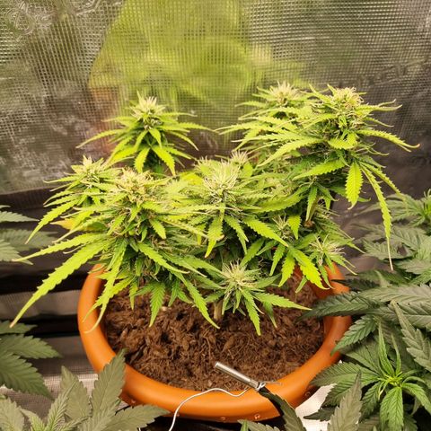 Patricia's Bitch Ass growlog timeline photo