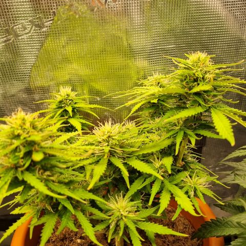 Patricia's Bitch Ass growlog timeline photo