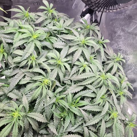 It's Brittney Biscotti Bitch growlog timeline photo