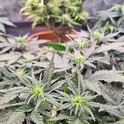 The Satino Prøject growlog timeline photo