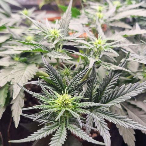 The Satino Prøject growlog timeline photo