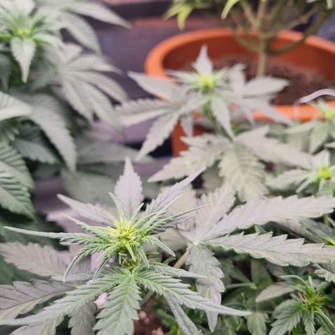 The Satino Prøject growlog timeline photo