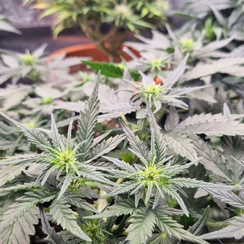 The Satino Prøject growlog timeline photo