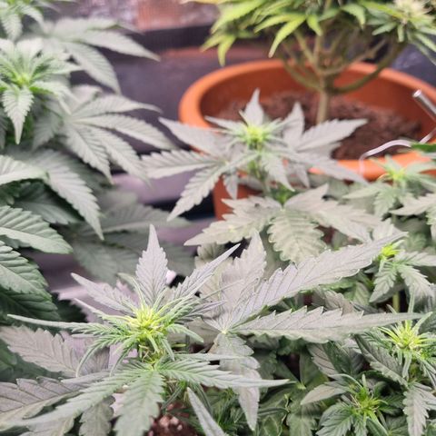 The Satino Prøject growlog timeline photo