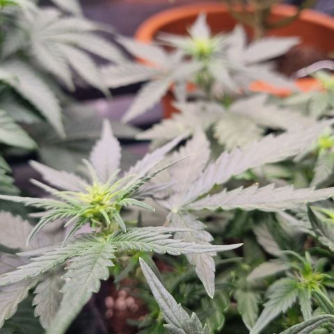 The Satino Prøject growlog timeline photo