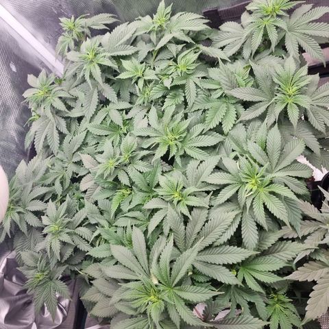 Her name's Bruciepoo growlog timeline photo